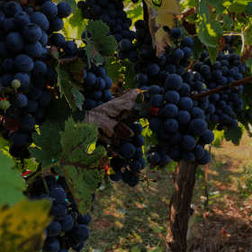 black wine club grapes cabernet sauvignon