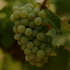 black wine club grapes chenin blanc