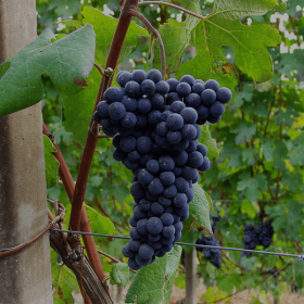 black wine club grapes nebbiolo