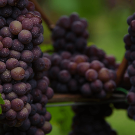 black wine club grapes pinot grigio