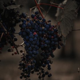 black wine club grapes pinot noir