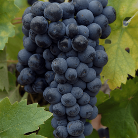 black wine club grapes primitivo