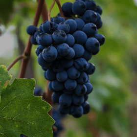 black wine club grapes sangiovese