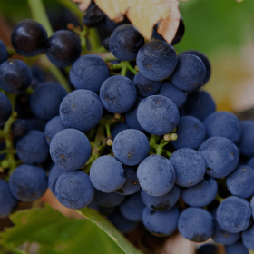 black wine club grapes shiraz