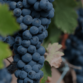 black wine club grapes tempranillo